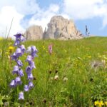 Flower Meadows Italian Dolomites Colletts 1