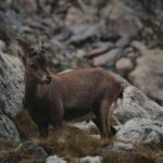 Austria Alps Wildlife Charmois