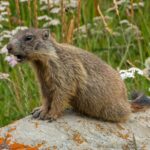 Austria Wildlife Marmot Coleltts