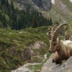 Austrian Alps Wildlife Ibex Colletts 2