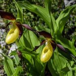 Wildflower-Dolomites-Lady-Slipper-DSC_0323-scaled-8.jpg
