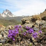 Wildflower-Pyrenees-0160-Linaria-alpina-Alpine-toadflax-scaled-6.jpg