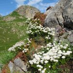 Wildflower-Pyrenees-0231-Iberis-sempervirens-Candytuft